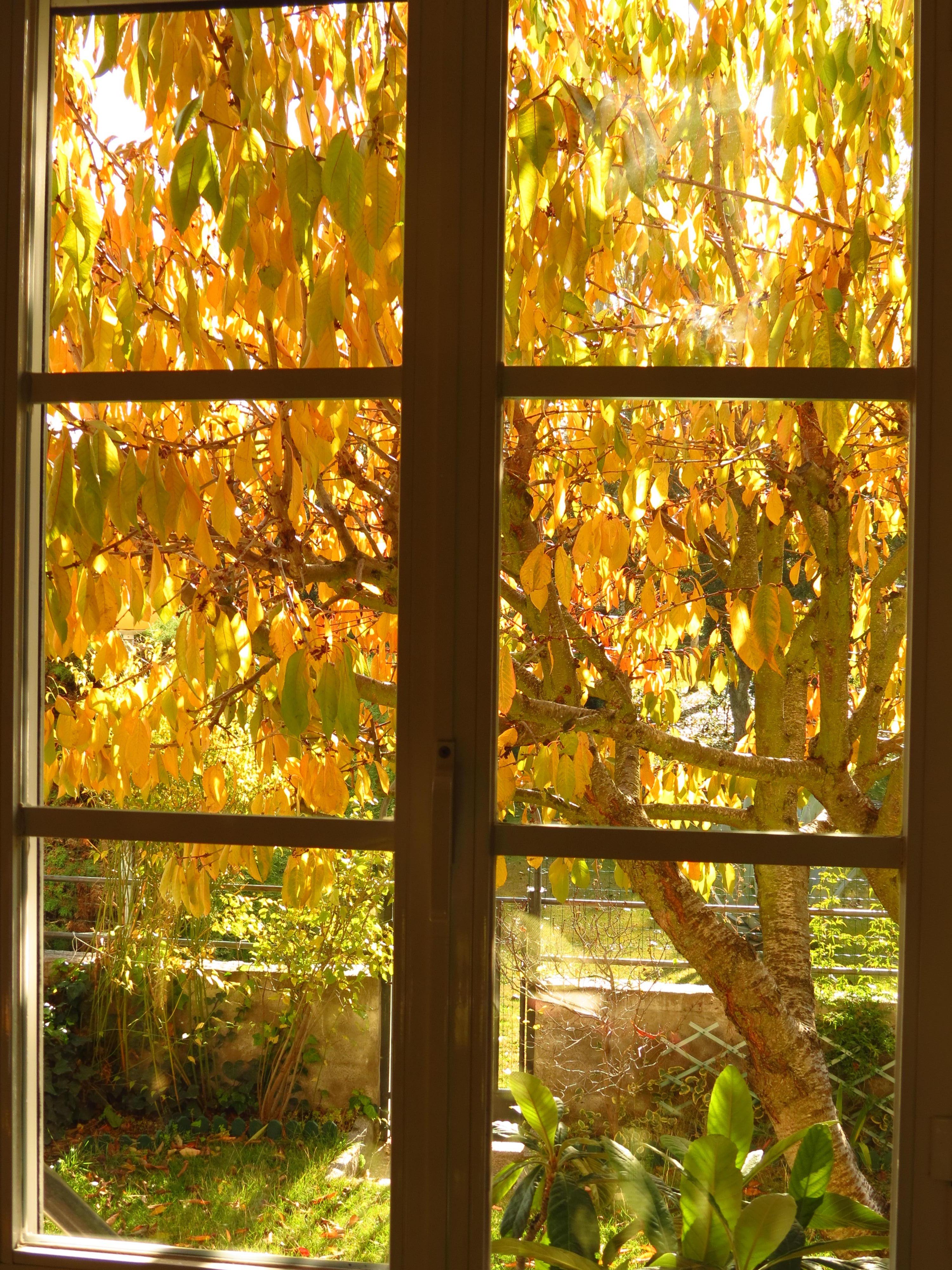 Otoño tras la ventana
